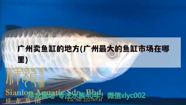 廣州賣魚缸的地方(廣州最大的魚缸市場在哪里) 翡翠鳳凰魚