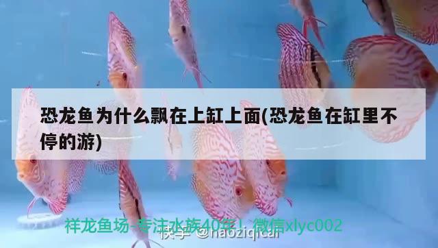 恐龍魚為什么飄在上缸上面(恐龍魚在缸里不停的游) 白子關(guān)刀魚苗