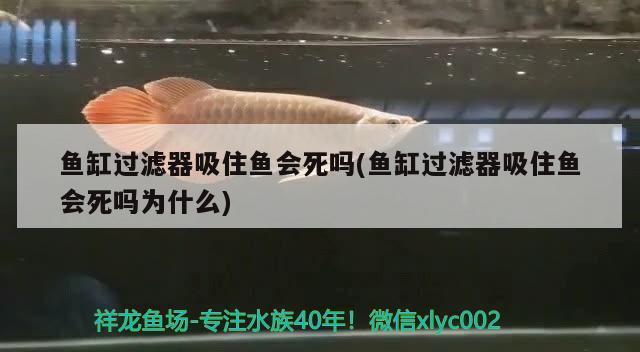 魚缸過濾器吸住魚會(huì)死嗎(魚缸過濾器吸住魚會(huì)死嗎為什么) 銀龍魚苗