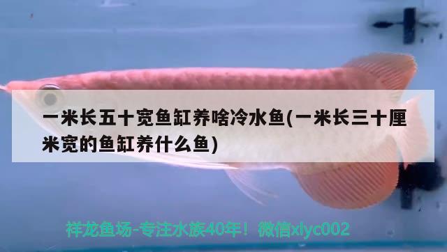 一米長五十寬魚缸養(yǎng)啥冷水魚(一米長三十厘米寬的魚缸養(yǎng)什么魚) 黃金斑馬魚 第2張