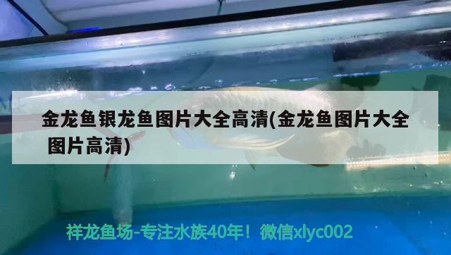 金龍魚銀龍魚圖片大全高清(金龍魚圖片大全圖片高清) 銀龍魚百科