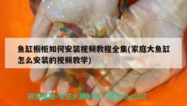 魚缸櫥柜如何安裝視頻教程全集(家庭大魚缸怎么安裝的視頻教學) 南美異型魚