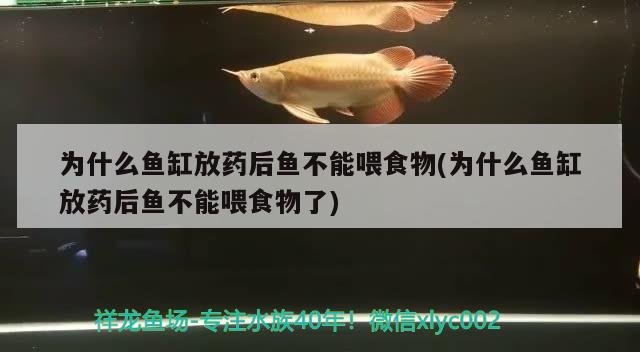 為什么魚缸放藥后魚不能喂食物(為什么魚缸放藥后魚不能喂食物了) 印尼虎苗