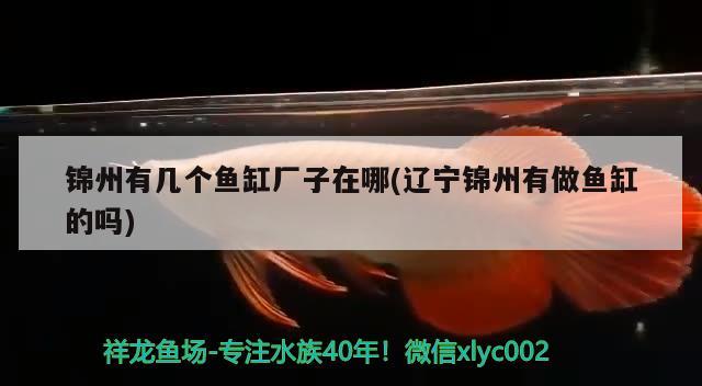 錦州有幾個(gè)魚缸廠子在哪(遼寧錦州有做魚缸的嗎) 黃寬帶蝴蝶魚