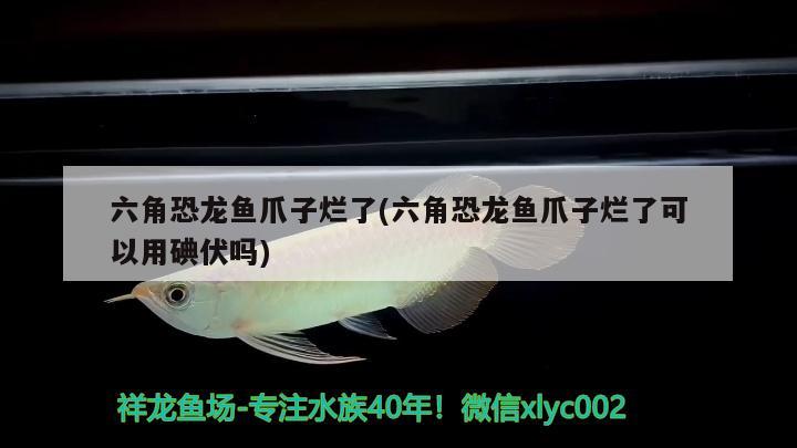 六角恐龍魚爪子爛了(六角恐龍魚爪子爛了可以用碘伏嗎) 廣州水族器材濾材批發(fā)市場(chǎng)