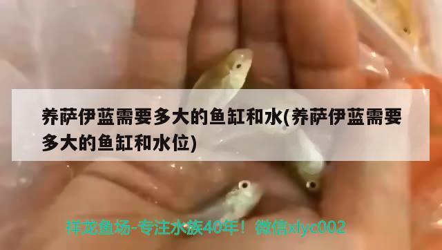 養(yǎng)薩伊藍(lán)需要多大的魚缸和水(養(yǎng)薩伊藍(lán)需要多大的魚缸和水位)