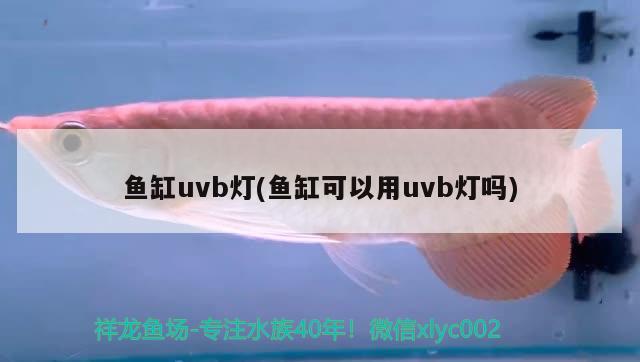 魚缸uvb燈(魚缸可以用uvb燈嗎)