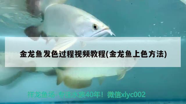 金龍魚發(fā)色過程視頻教程(金龍魚上色方法)