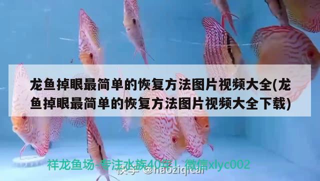 龍魚掉眼最簡單的恢復方法圖片視頻大全(龍魚掉眼最簡單的恢復方法圖片視頻大全下載)