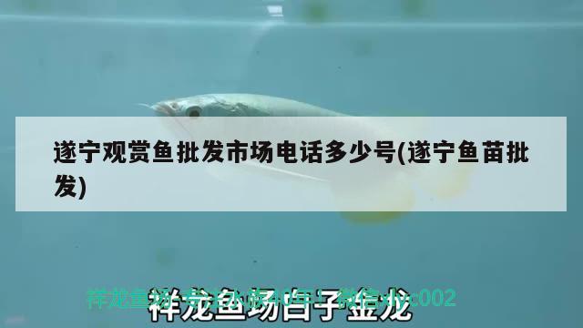 遂寧觀賞魚(yú)批發(fā)市場(chǎng)電話多少號(hào)(遂寧魚(yú)苗批發(fā)) 觀賞魚(yú)批發(fā)