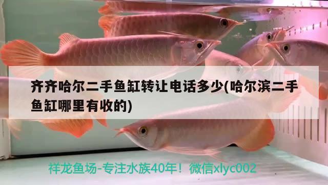 齊齊哈爾二手魚缸轉讓電話多少(哈爾濱二手魚缸哪里有收的) 超血紅龍魚