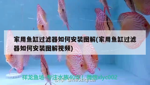 家用魚(yú)缸過(guò)濾器如何安裝圖解(家用魚(yú)缸過(guò)濾器如何安裝圖解視頻) 白子黑帝王魟魚(yú)