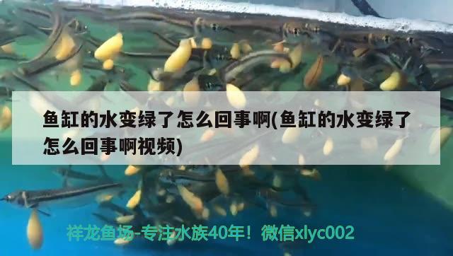 魚(yú)缸的水變綠了怎么回事啊(魚(yú)缸的水變綠了怎么回事啊視頻) 魟魚(yú)百科 第2張