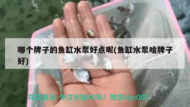 哪個牌子的魚缸水泵好點呢(魚缸水泵啥牌子好) 魚缸水泵