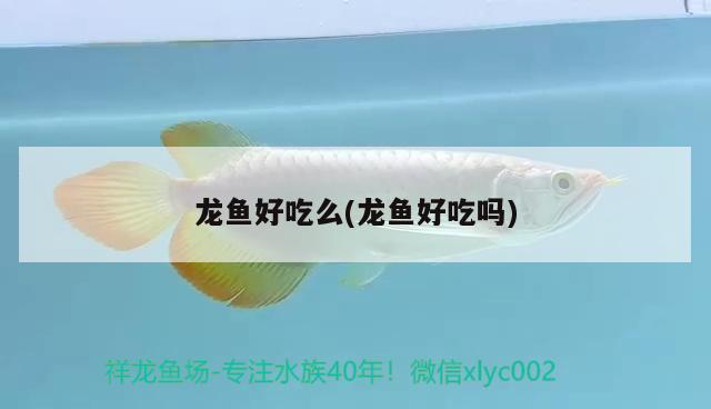 龍魚好吃么(龍魚好吃嗎) 埃及神仙魚