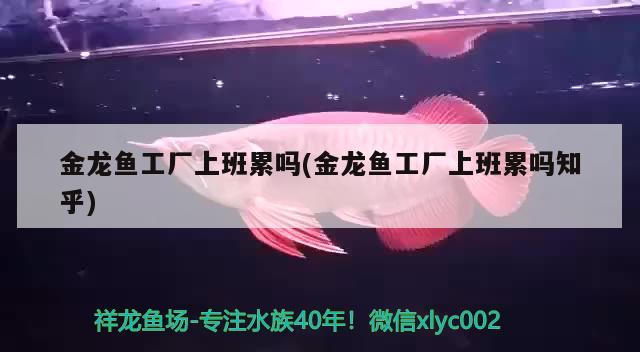 金龍魚工廠上班累嗎(金龍魚工廠上班累嗎知乎)