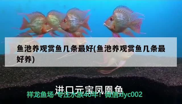 魚池養(yǎng)觀賞魚幾條最好(魚池養(yǎng)觀賞魚幾條最好養(yǎng)) 白子球鯊魚