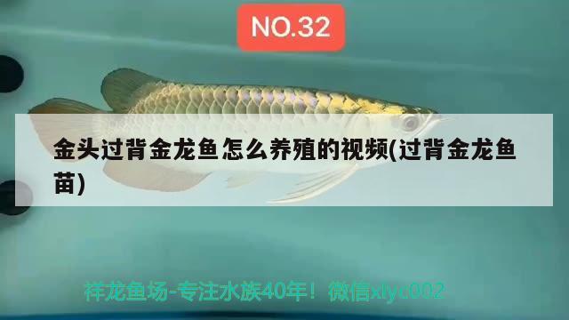 金頭過背金龍魚怎么養(yǎng)殖的視頻(過背金龍魚苗) 過背金龍魚