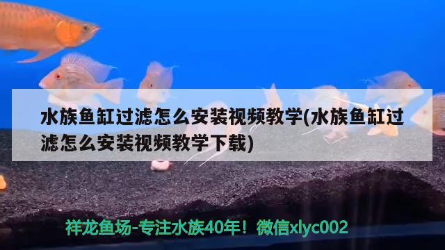 水族魚缸過濾怎么安裝視頻教學(xué)(水族魚缸過濾怎么安裝視頻教學(xué)下載) 財神鸚鵡魚