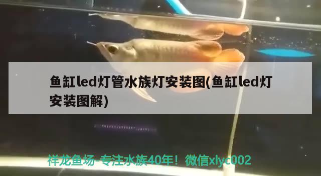 魚缸led燈管水族燈安裝圖(魚缸led燈安裝圖解) 祥龍魚場其他產(chǎn)品