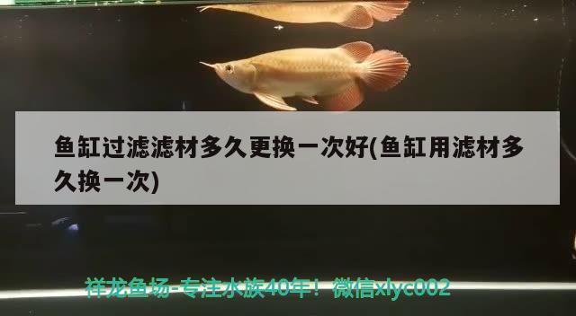 魚(yú)缸過(guò)濾濾材多久更換一次好(魚(yú)缸用濾材多久換一次)