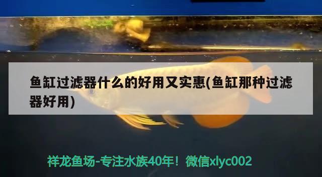 魚缸過濾器什么的好用又實惠(魚缸那種過濾器好用) 白子銀版魚苗