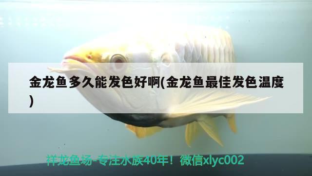 金龍魚多久能發(fā)色好啊(金龍魚最佳發(fā)色溫度)