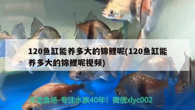 120魚(yú)缸能養(yǎng)多大的錦鯉呢(120魚(yú)缸能養(yǎng)多大的錦鯉呢視頻)