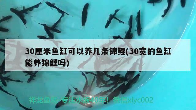 30厘米魚缸可以養(yǎng)幾條錦鯉(30寬的魚缸能養(yǎng)錦鯉嗎) 丹頂錦鯉魚