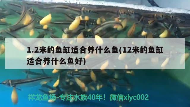 1.2米的魚缸適合養(yǎng)什么魚(12米的魚缸適合養(yǎng)什么魚好) 一眉道人魚