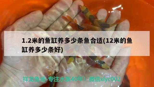 1.2米的魚缸養(yǎng)多少條魚合適(12米的魚缸養(yǎng)多少條好) 紅龍福龍魚