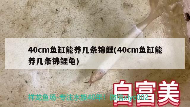 40cm魚缸能養(yǎng)幾條錦鯉(40cm魚缸能養(yǎng)幾條錦鯉龜) 烏龜