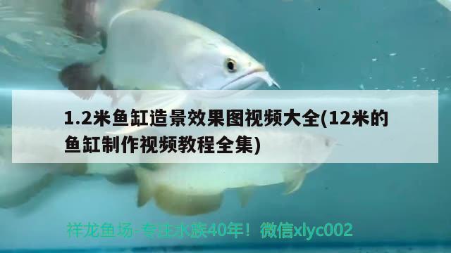 1.2米魚缸造景效果圖視頻大全(12米的魚缸制作視頻教程全集) 定時(shí)器/自控系統(tǒng)