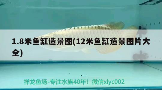 1.8米魚缸造景圖(12米魚缸造景圖片大全)