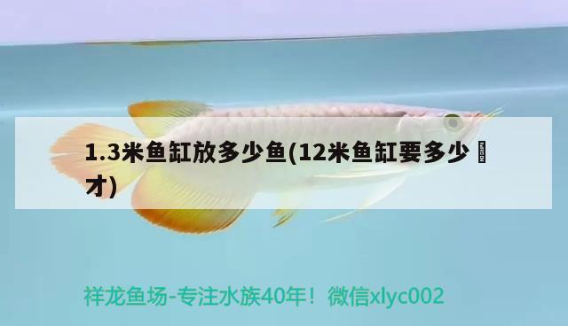 1.3米魚缸放多少魚(12米魚缸要多少淲才) 造景/裝飾