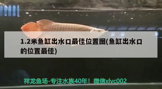 1.2米魚缸出水口最佳位置圖(魚缸出水口的位置最佳) 玫瑰銀版魚