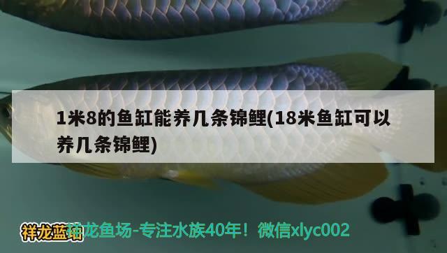 1米8的魚缸能養(yǎng)幾條錦鯉(18米魚缸可以養(yǎng)幾條錦鯉)