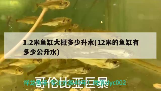 1.2米魚缸大概多少升水(12米的魚缸有多少公升水) 大湖紅龍魚