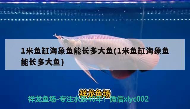 1米魚缸海象魚能長多大魚(1米魚缸海象魚能長多大魚) 海象魚