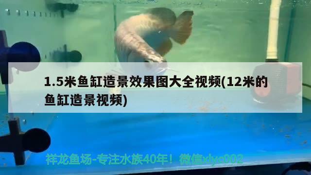 1.5米魚缸造景效果圖大全視頻(12米的魚缸造景視頻)