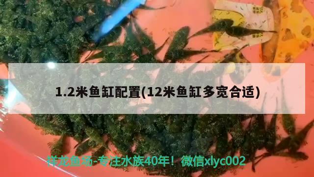 1.2米魚缸配置(12米魚缸多寬合適)