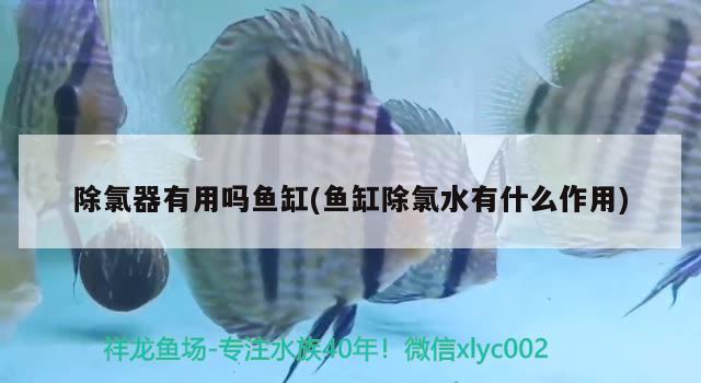 除氯器有用嗎魚缸(魚缸除氯水有什么作用) 白子金龍魚