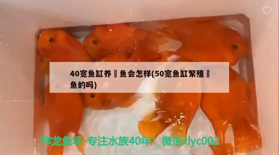 40寬魚缸養(yǎng)魟魚會怎樣(50寬魚缸繁殖魟魚的嗎)