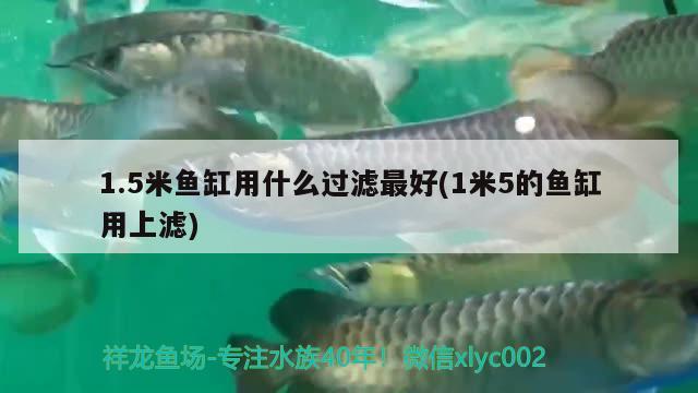 1.5米魚缸用什么過濾最好(1米5的魚缸用上濾) 噴點(diǎn)菠蘿魚