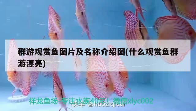 群游觀賞魚(yú)圖片及名稱介紹圖(什么觀賞魚(yú)群游漂亮) 廣州水族批發(fā)市場(chǎng)