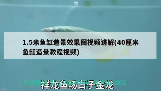 1.5米魚缸造景效果圖視頻講解(40厘米魚缸造景教程視頻) 成吉思汗鯊（球鯊）魚