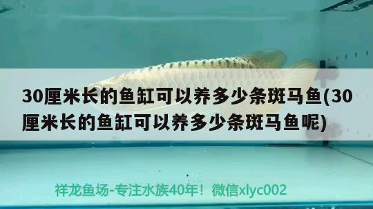 30厘米長(zhǎng)的魚缸可以養(yǎng)多少條斑馬魚(30厘米長(zhǎng)的魚缸可以養(yǎng)多少條斑馬魚呢)