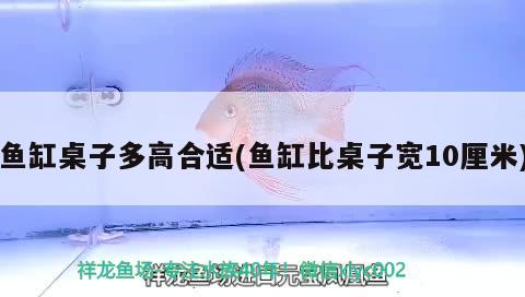 魚缸桌子多高合適(魚缸比桌子寬10厘米) 福魟魟魚