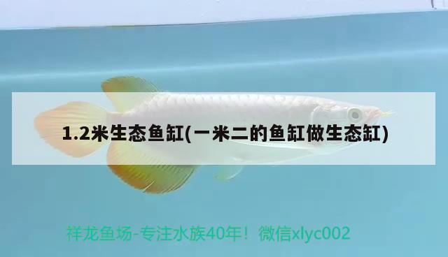 1.2米生態(tài)魚缸(一米二的魚缸做生態(tài)缸) 紅眼黃化幽靈火箭魚|皇家火箭魚