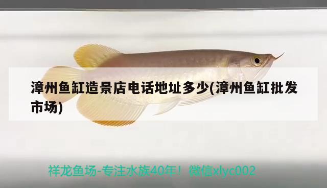 漳州魚(yú)缸造景店電話地址多少(漳州魚(yú)缸批發(fā)市場(chǎng))